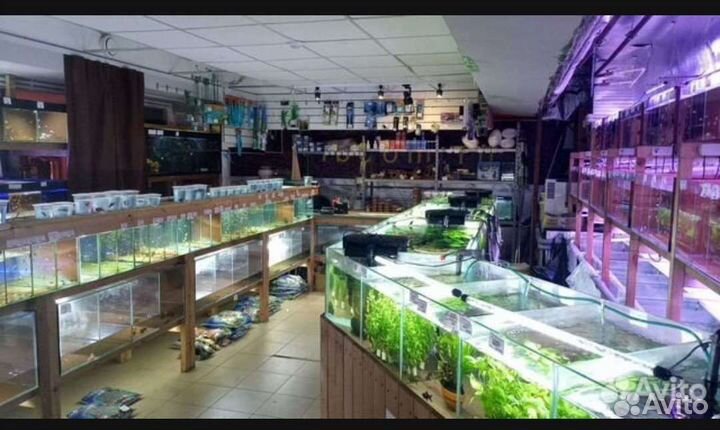 Аквариумные рыбки и растения в магазине м.Беляево