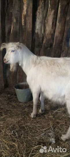 Козел ламанча