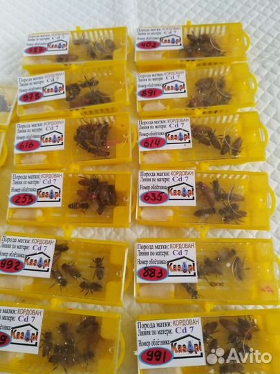 Кордован - Золотая пчела