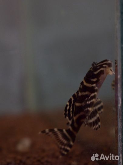 Сомики: анциструсы, номерные L, коридорасы