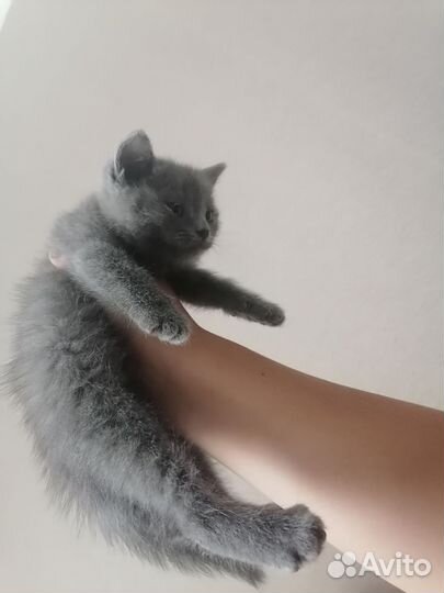 Британские котята