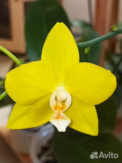 Орхидея фаленопсис