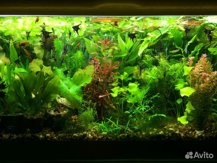 Аквариумные растения
