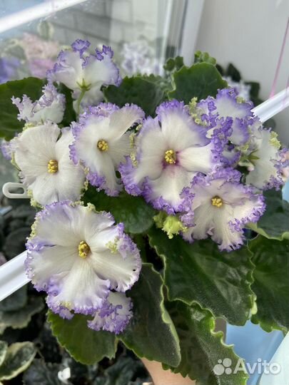 Черенки сортовых фиалок на срез