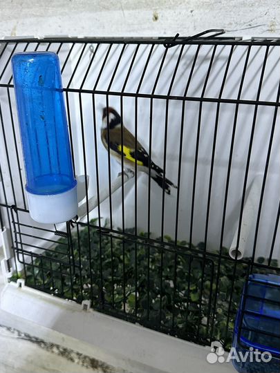 Чижи щеглы певчие птицы