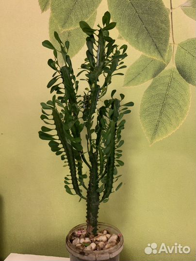 Кактус молочай