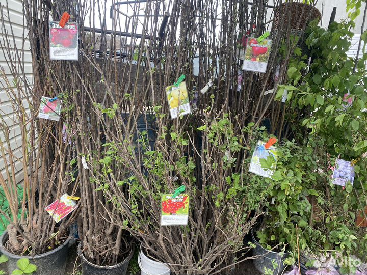 Саженцы плодовых деревьев