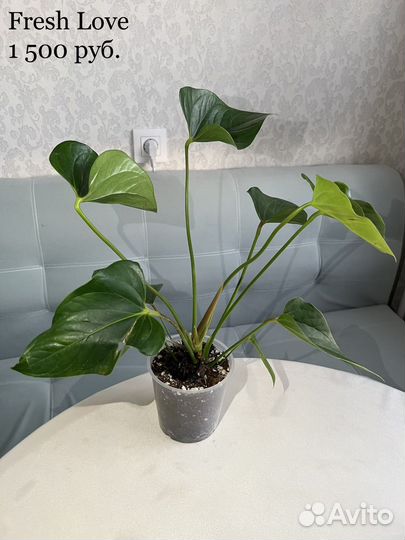 Антуриум редкий