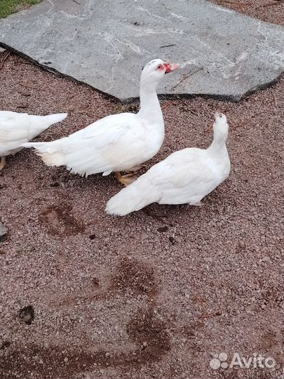 Селезень индоутки