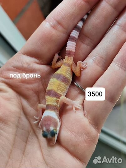 Эублефар малыши