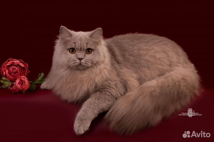 Британская длинношерстная кошка