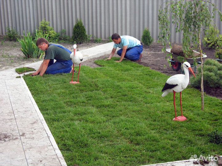 Рулонный газон