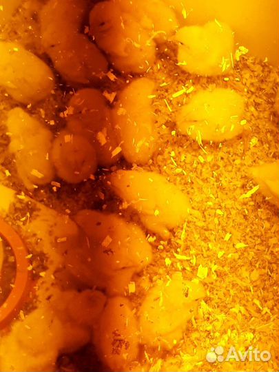 Инкубационное яйцо бройлера