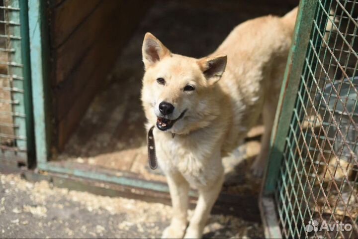 Пес старичок мечтает о доме