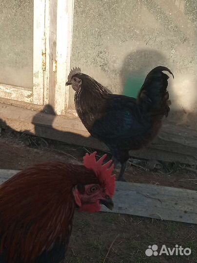 Петухи Джерсийский гиг.Ухейилюй.Утята