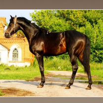 Русская сказка, покорившая мир. TopCat