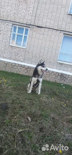 Щенки-девочки (собака-мама хаски)