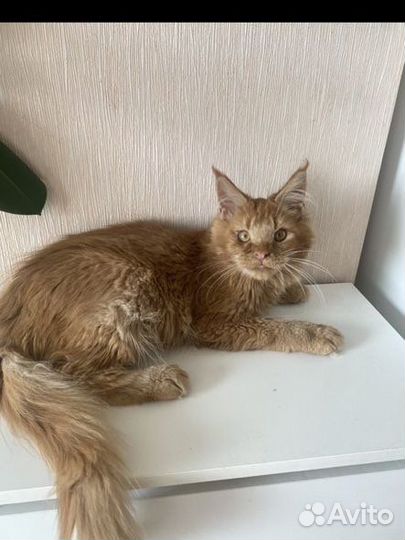 Мейн-кун красный