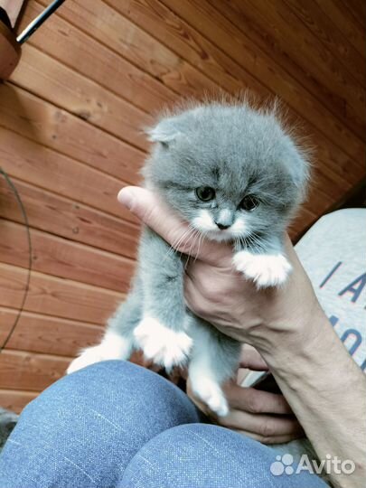 Шотландские вислоухие котята серые