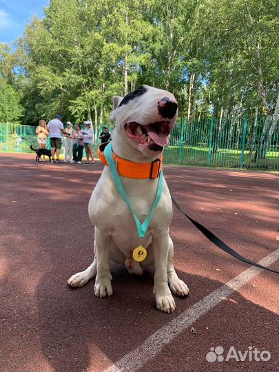 Кинолог. Тренер собак