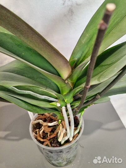 Орхидея фаленопсис бабочка