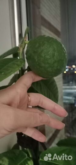 Лимон (плодоносящий черенок)