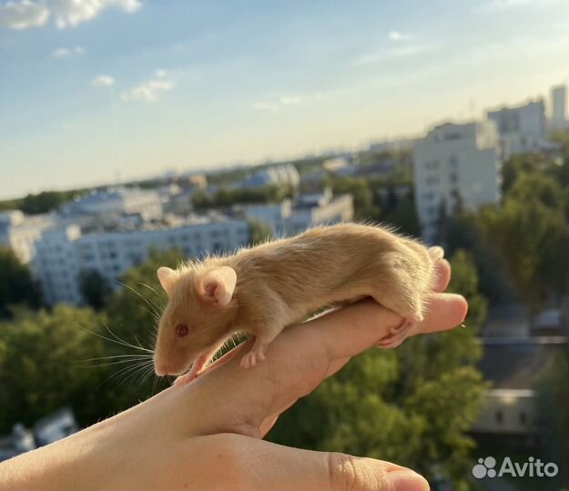 Мышь сатиновая