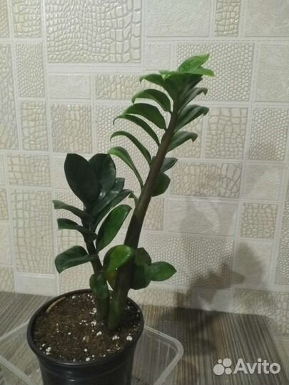 Замиокулькас зензи