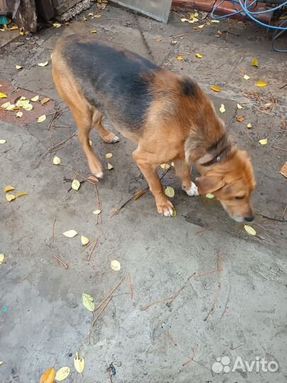 Найдена собака