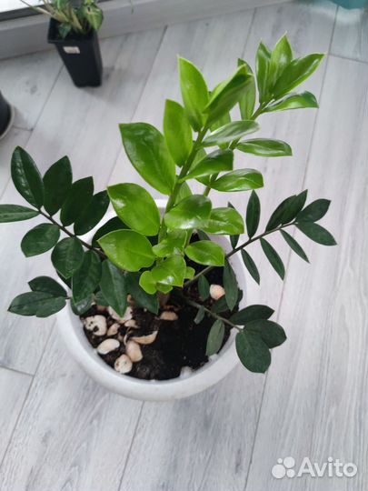 Замиокулькас