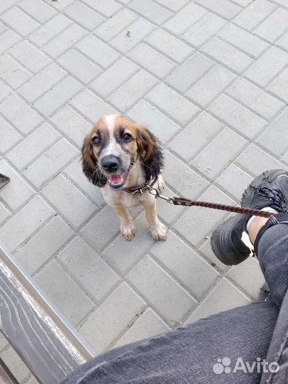 Русский охотничий спаниель щенок