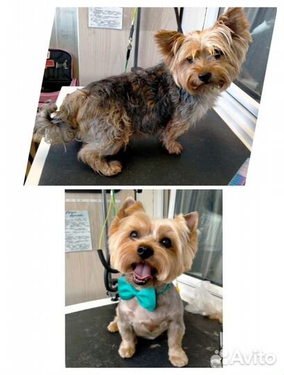 Груминг / Стрижка собак