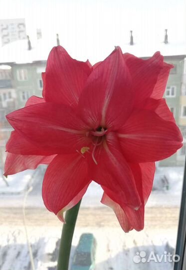 Гиппеаструм