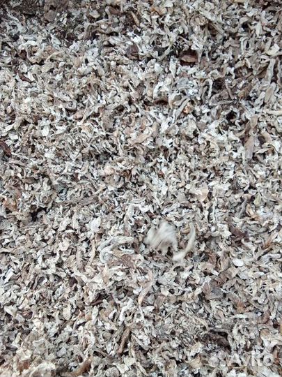 Жом свекловичный