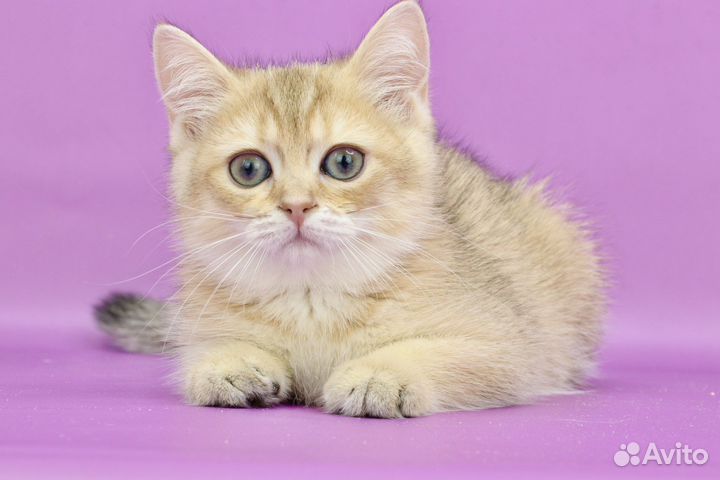 Кошка золотая шиншилла ny11