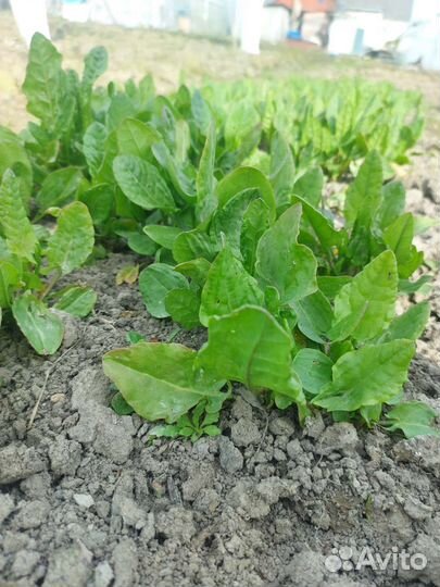 Щавель,шпинат,руккола,петрушка,смесь салатов,укроп