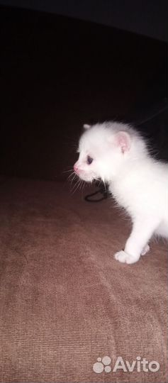 Отдам котенка