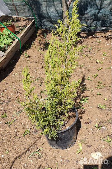 Можжевельник казацкий