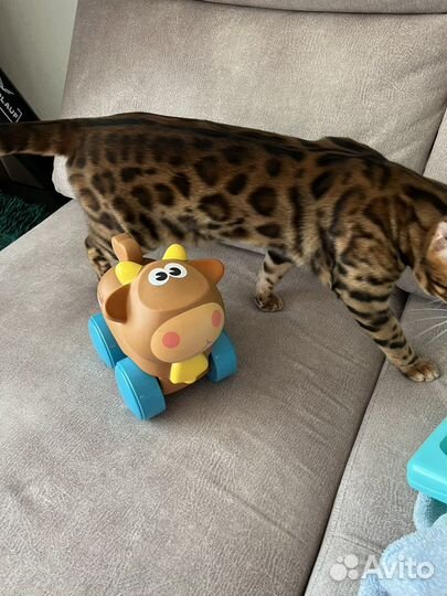 Игрушка поющая