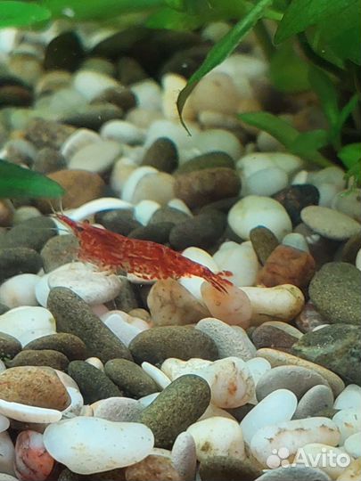 Аквариумные креветки