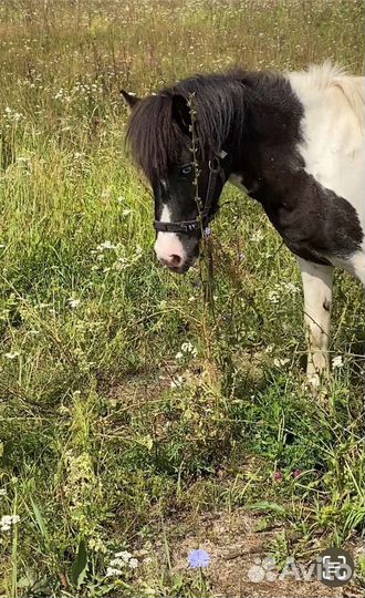Лошадь пони