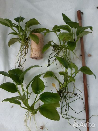 Растения,мхи,креветки,гуппи