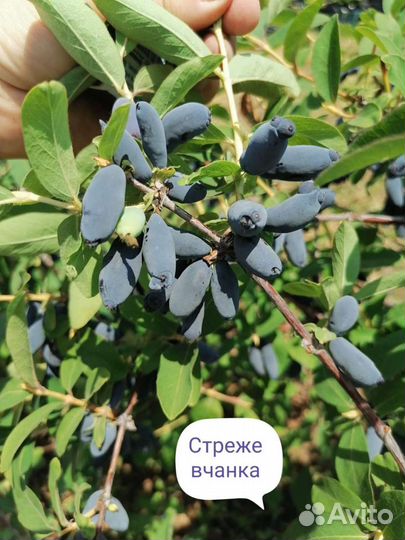 Жимолость съедобная