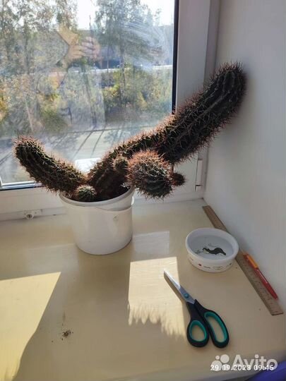 Кактус цветущий