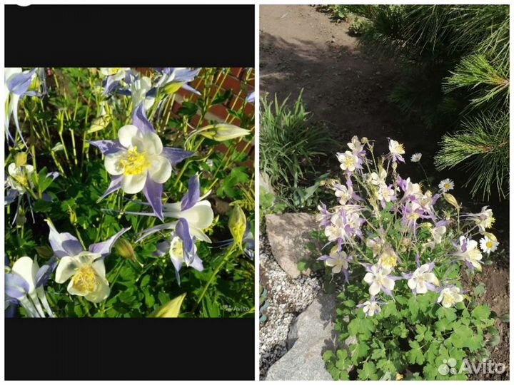 Рассада овощей, многолетних и однолетних цветов