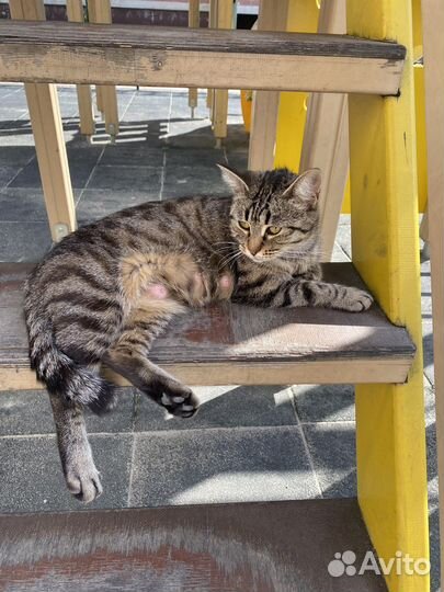 Кошка в добрые руки