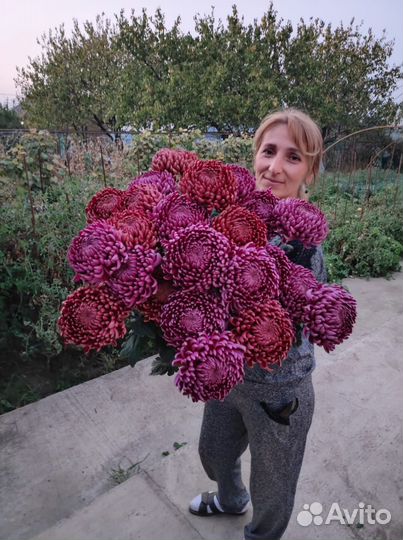 Рассада хризантемы