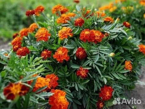 Бархатцы семена