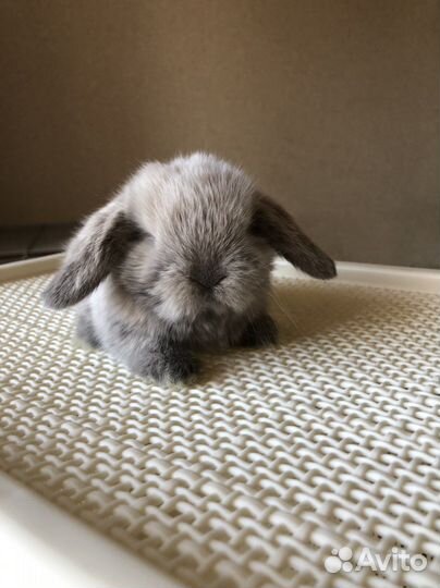 Кролик породы miniature lop/minilop/минилоп