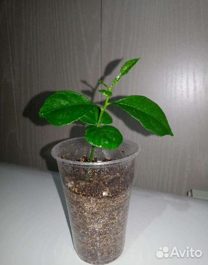 Золотой ус, Спатифиллум